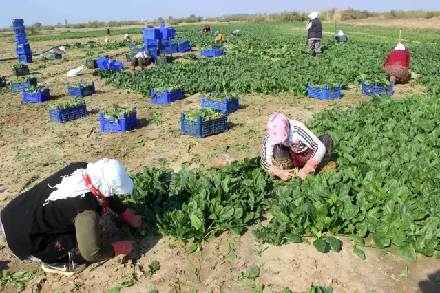 Manisalı üretici Biz zehir yetiştirmiyoruz dedi, çiğ ıspanak yedi