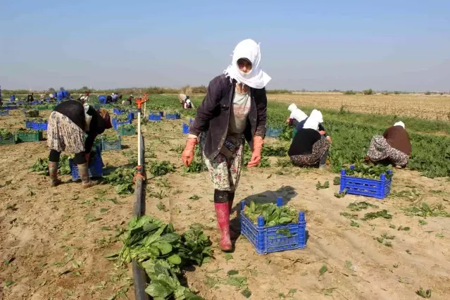 Manisalı üretici Biz zehir yetiştirmiyoruz dedi, çiğ ıspanak yedi