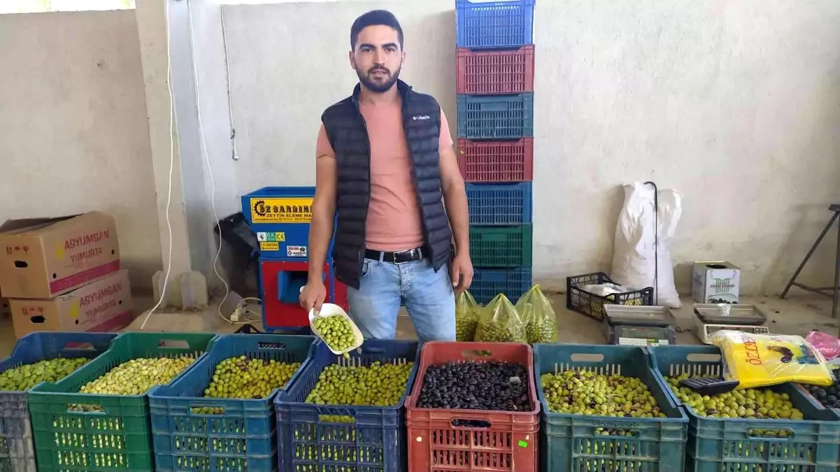 Salamura zeytin yapımı hem sağlıklı, hem ucuz