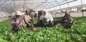 Ümraniye'de 'Tarladan Şehre Dayanışma Köprüsü' projesi faaliyete geçti