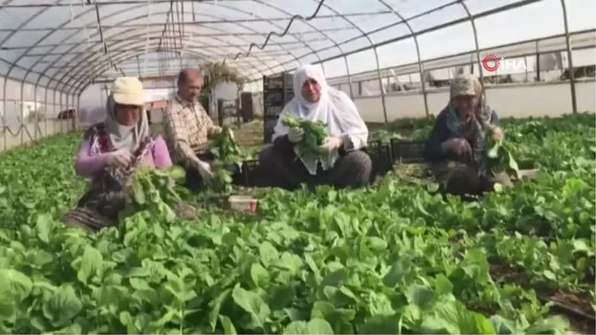 Ümraniye\'de "Tarladan Şehre Dayanışma Köprüsü" projesi faaliyete geçti