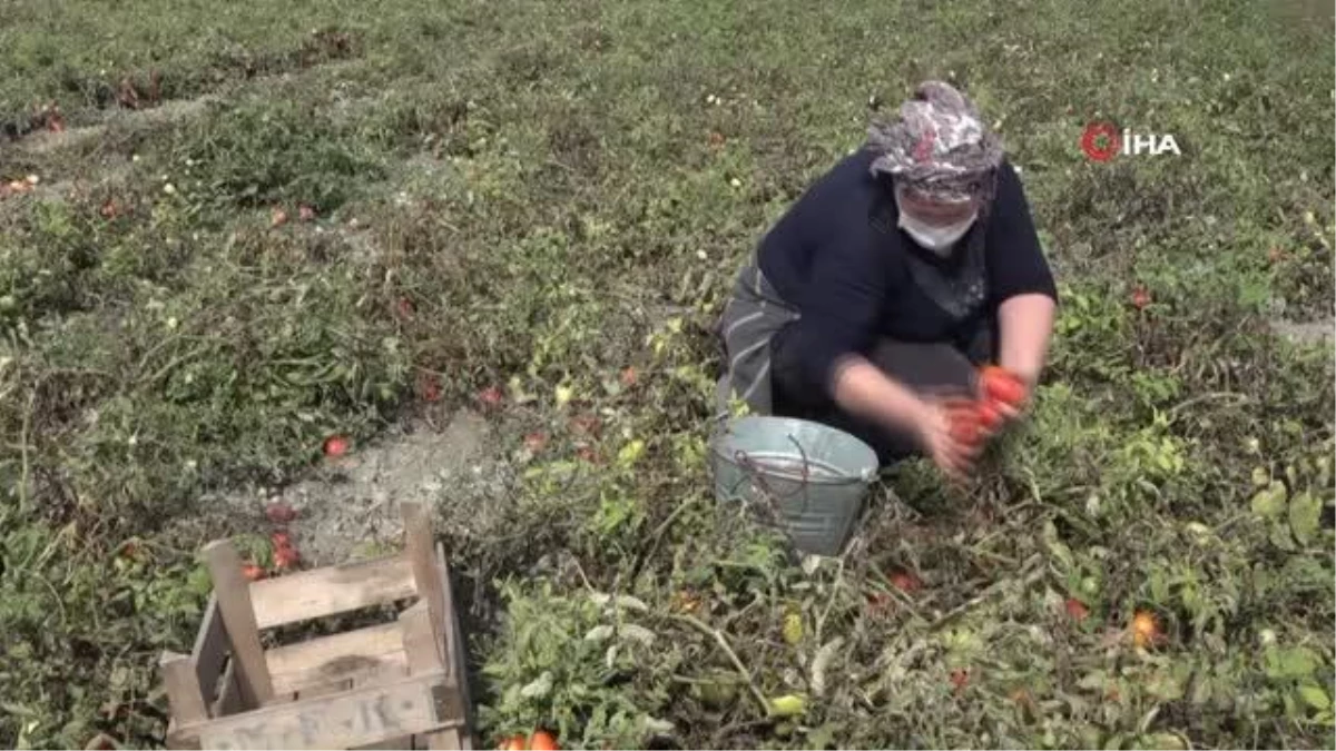 Yıllardır imece usulü ile salça yapıyorlar