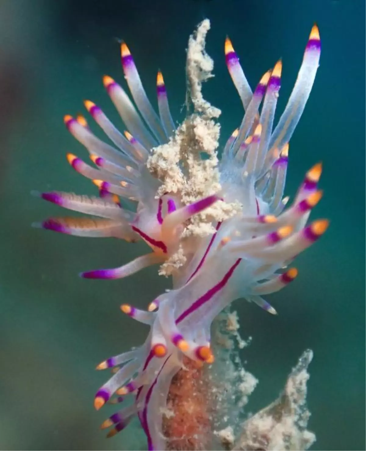 Diver photographs tiny underwater inhabitants