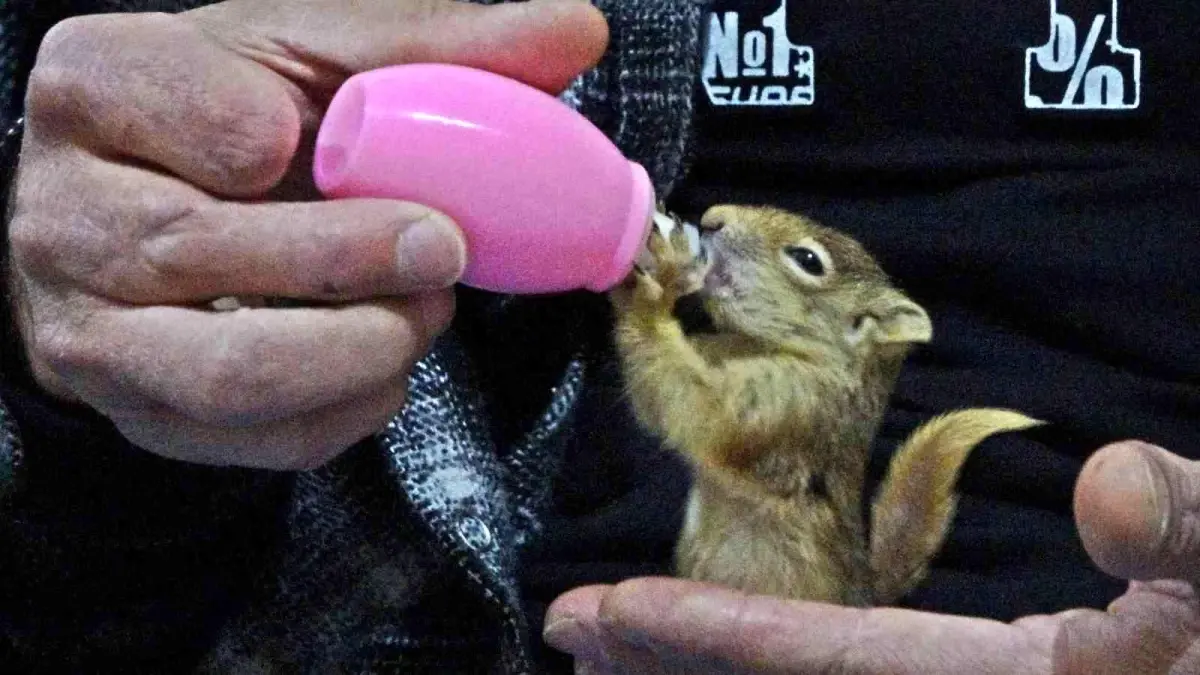 Evine aldığı yavru sincabı biberonla besliyor