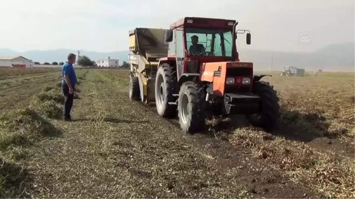 GAZİANTEP - Yer fıstığı hasadı sürüyor