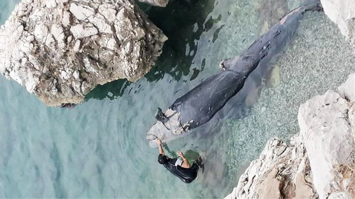 Antalya\'da ilk kez oluyor! Yalancı katil balina ölüsü kıyıya vurdu