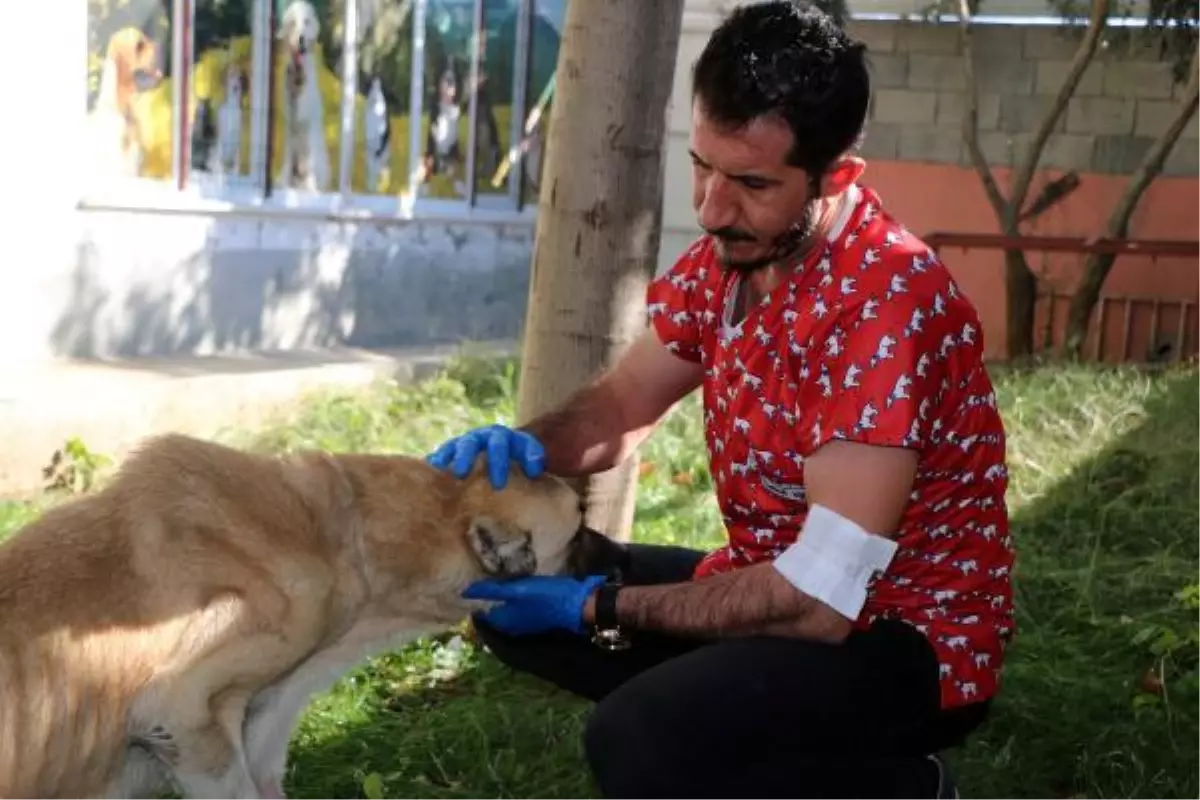 KÖPEĞİN BOYNUNDAKİ 1 KİLO 260 GRAMLIK TÜMÖR, AMELİYATLA ALINDI