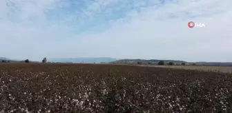 Kuraklık ve sıcaklar nedeniyle verimin düştüğü pamukta hasat zamanı