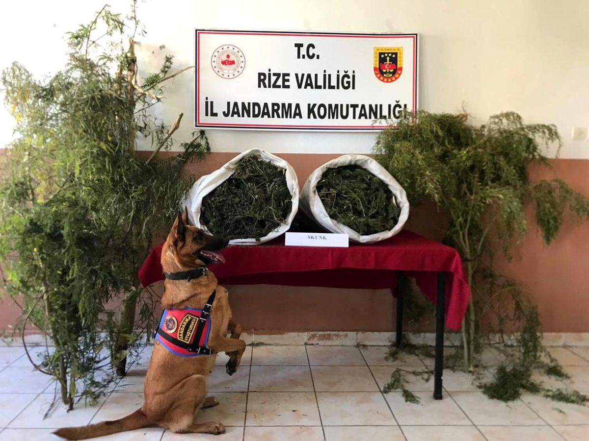 Son Dakika | Rize\'de jandarmadan uyuşturucu operasyonu