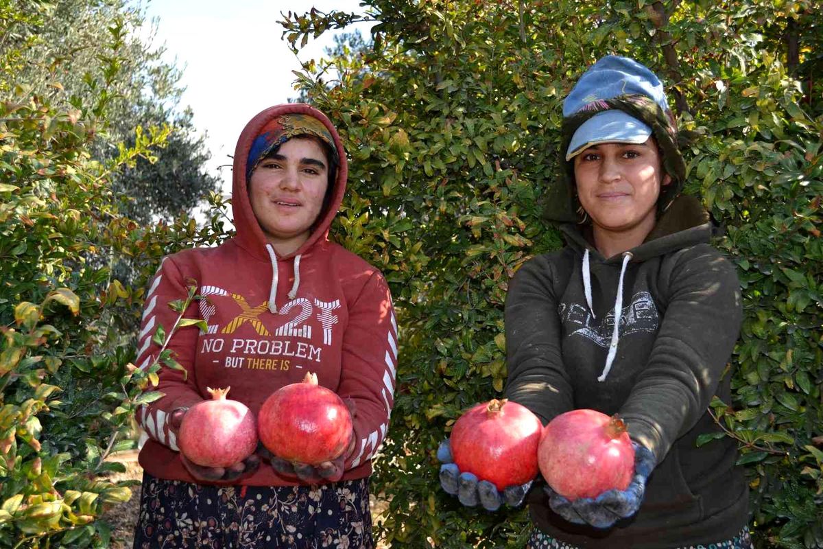 129 kilometre uzaktan Aksu\'ya nar hasadına geliyorlar