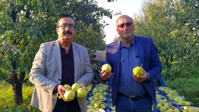 Bursa'da hasat edilen armutların 3 tanesi 1,5 kilo
