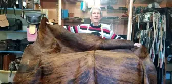 Dana derisi halılar ev ve iş yerlerini süslüyor