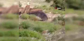 Göç yolunda yorulan kızıl akbaba doğaya salındı