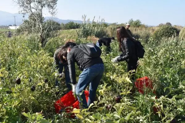 GÖNÜLLÜ GENÇLERİN 'SON HASAT' PATLICANLARI İHTİYAÇ SAHİPLERİNE