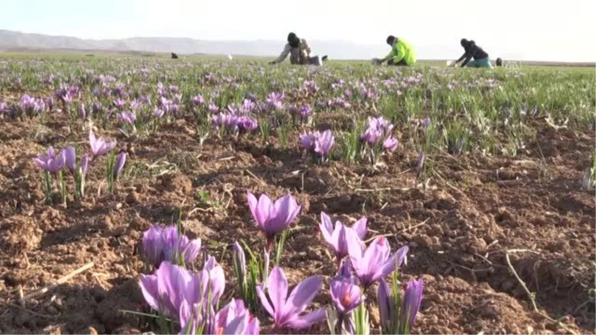 HORASAN-İ REZEVİ - İran\'da kuraklık nedeniyle "kızıl altın" safranın çiçekleri açmadı