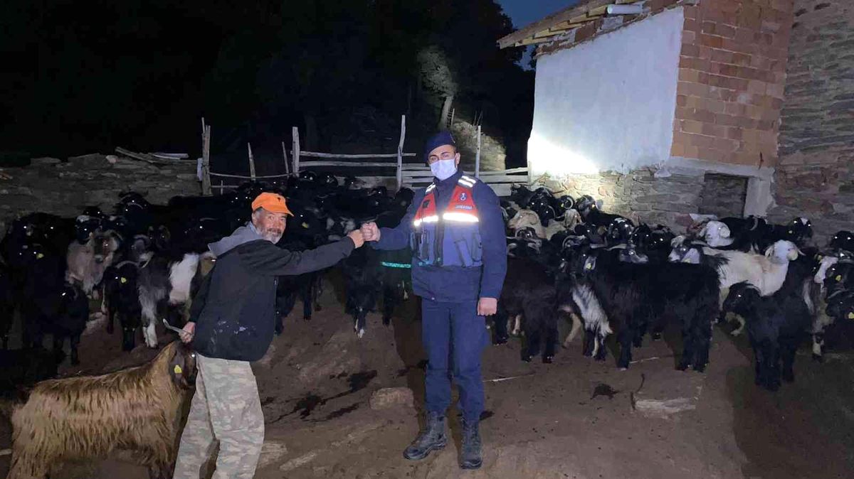 Son dakika haber | Kaybolan küçükbaş hayvan sürüsünü jandarma ekibi buldu