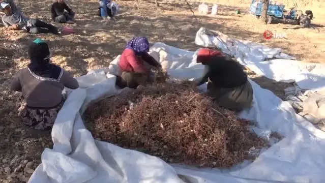 Kuraklık üreticiyi vurdu, 1 tondan 200 kilogram verim alındı