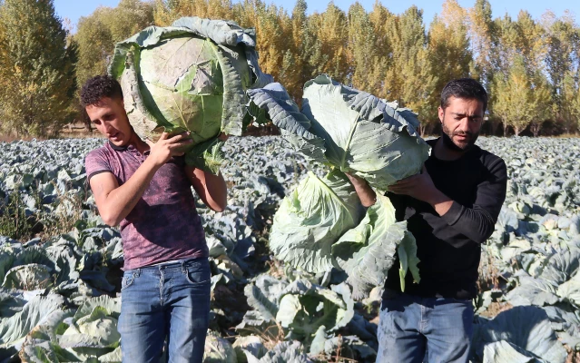 Kuraklık Van'da lahana verimini olumsuz etkiledi