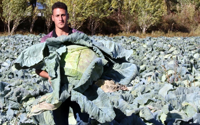 Kuraklık Van'da lahana verimini olumsuz etkiledi