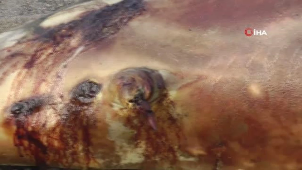 Kurşunlanarak öldürülen yunus balığı kıyıya vurdu