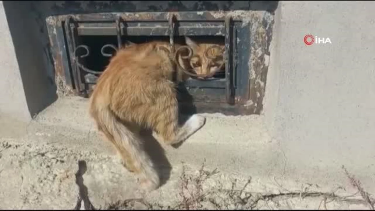 Pencerenin demir korkuluklarına sıkışan kedi kurtarıldı