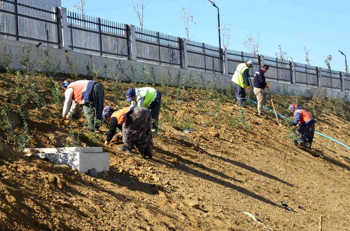 Yeni hastane önünde kaldırım ve bitkilendirme çalışmaları devam ediyor