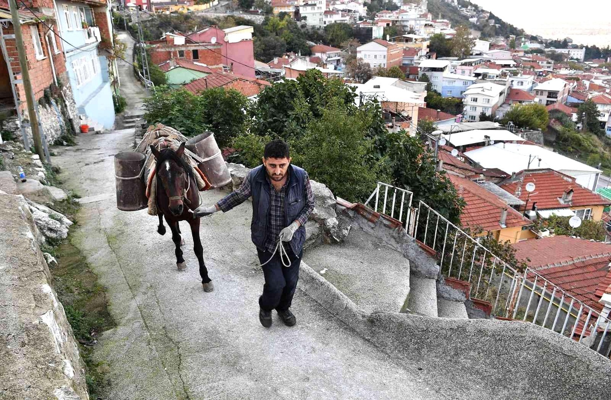 Belediye atla malzeme taşıyıp yol yapıyor