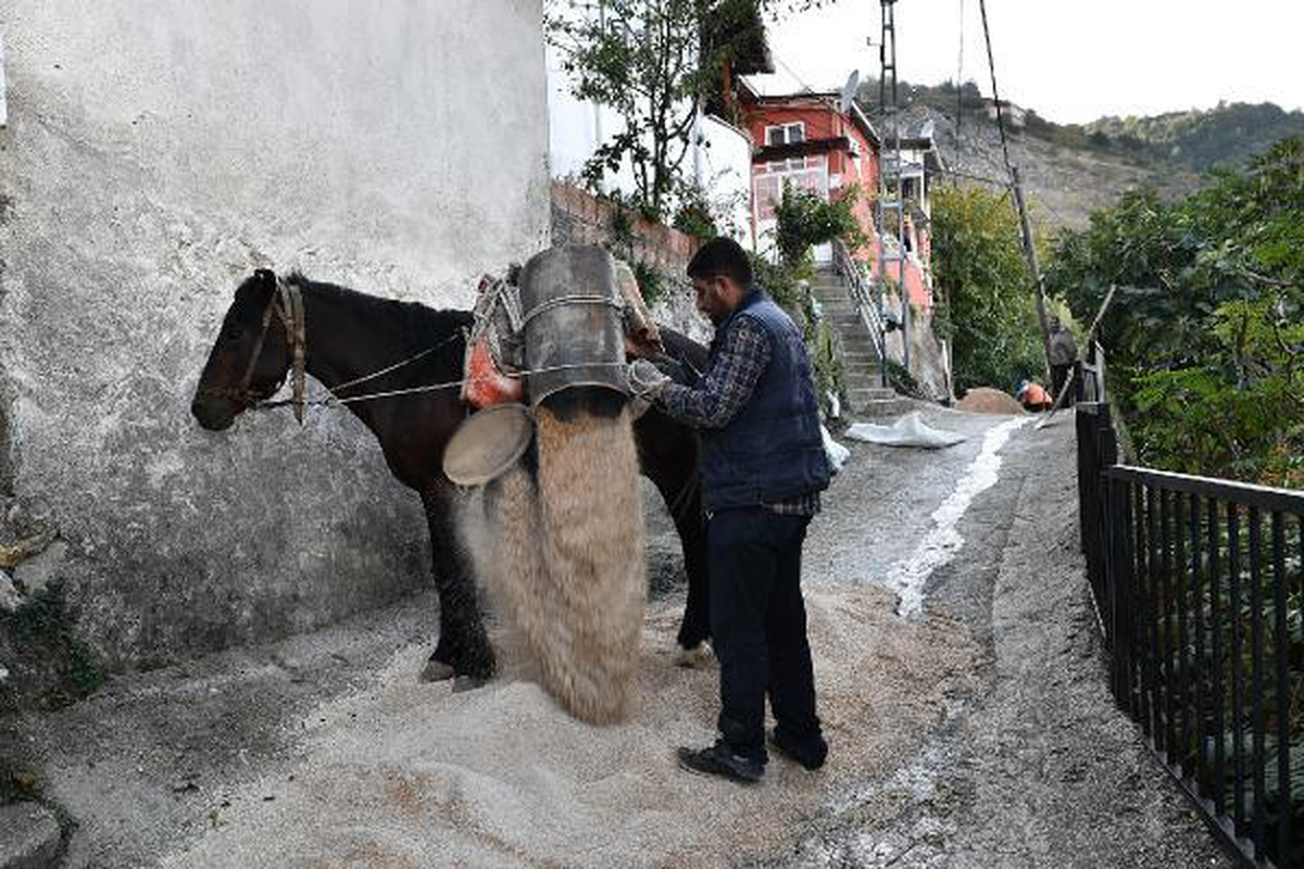 Belediye, dar ve dik sokaklara at ile malzeme taşıyor