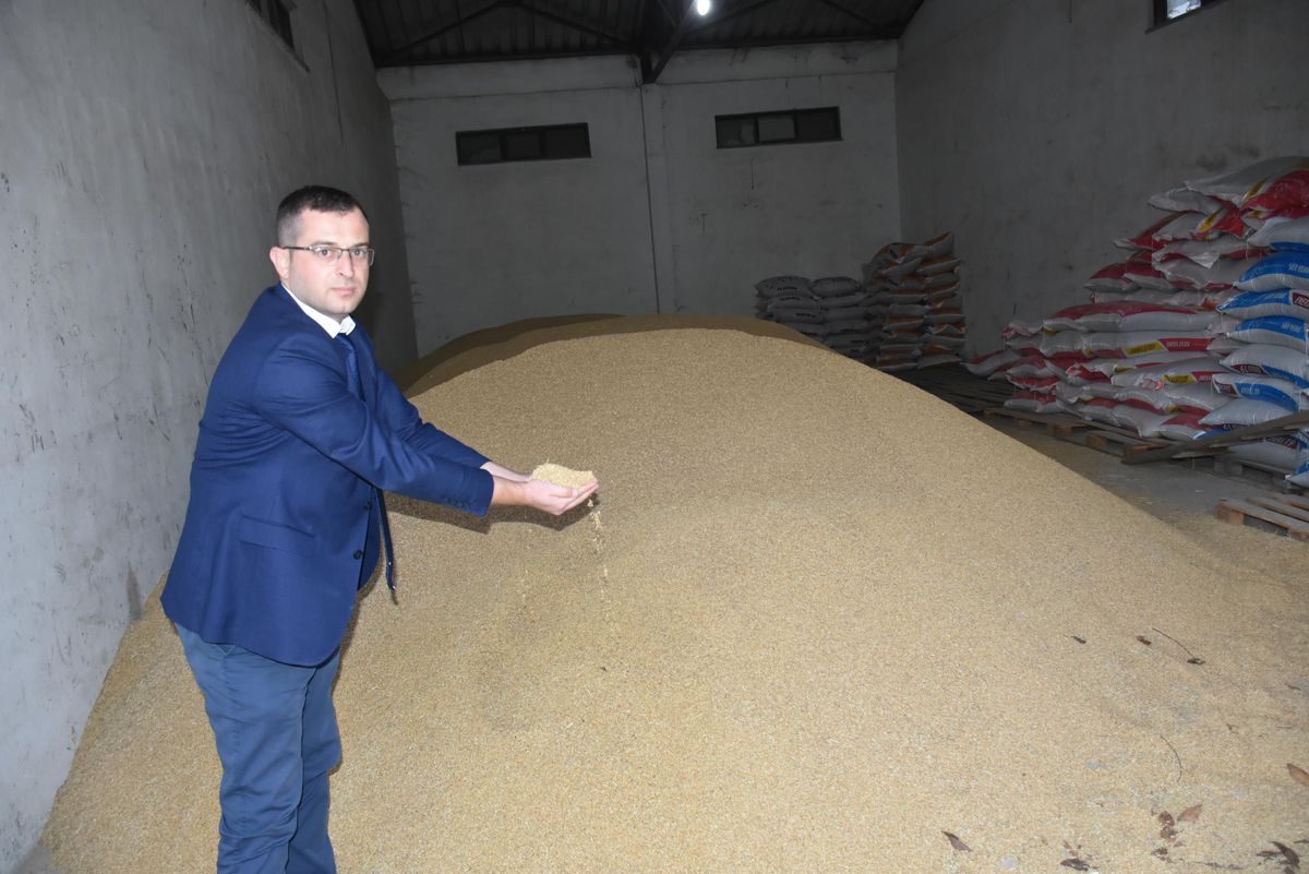Boyabat Tarım Kredi Kooperatifi çeltik alımına devam ediyor