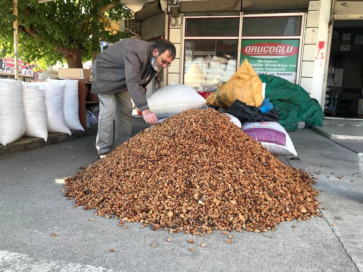 Erzincan\'dan Malatya\'ya 200 ton acı kayısı çekirdeği gönderiliyor
