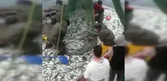 Karadeniz kıyılarında yıllar sonra çipura bereketi yaşandı