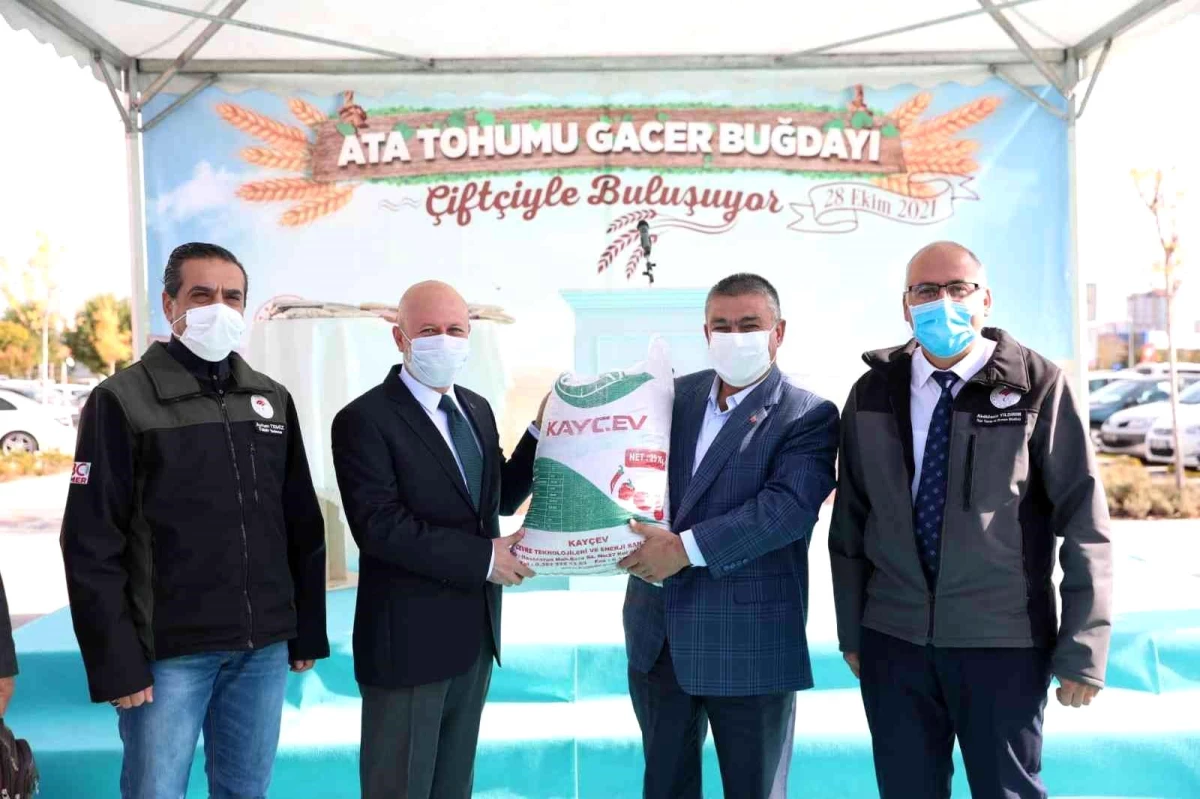 Kayseri\'de ata tohumu "gacer" buğdayı çiftçilere dağıtıldı