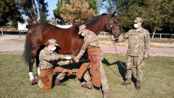Resmi törenlerde görev alan atları yetiştiriyorlar