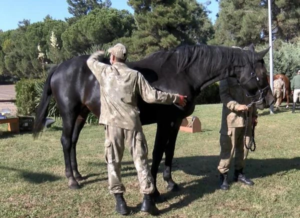 Resmi törenlerde görev alan atları yetiştiriyorlar