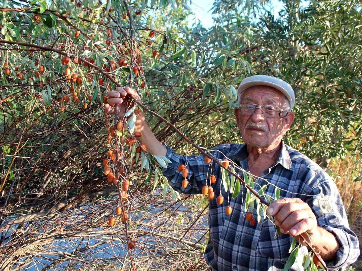 Şifa kaynağı iğde ağaçları her geçen gün azalıyor