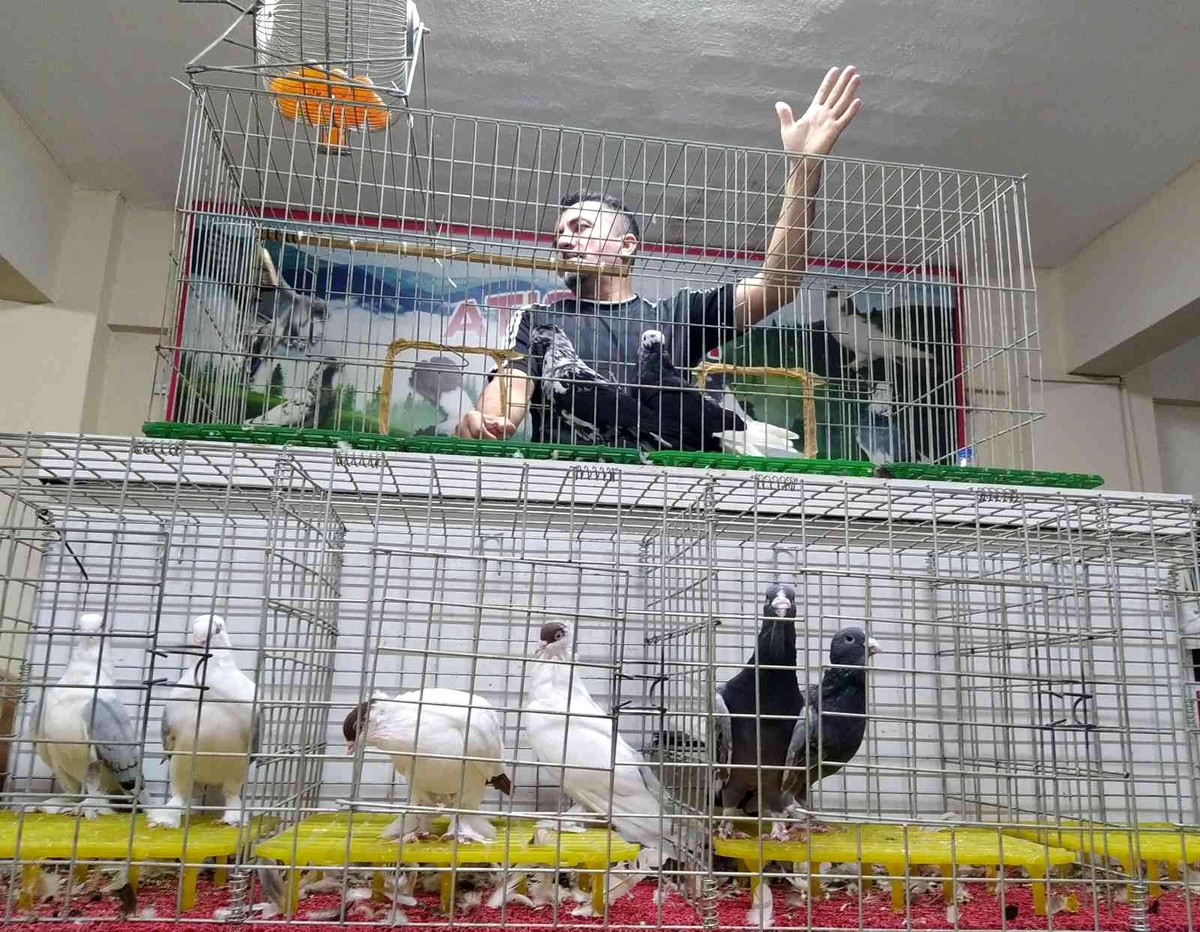 Uyumayıp güvercin mezadına akın ettiler