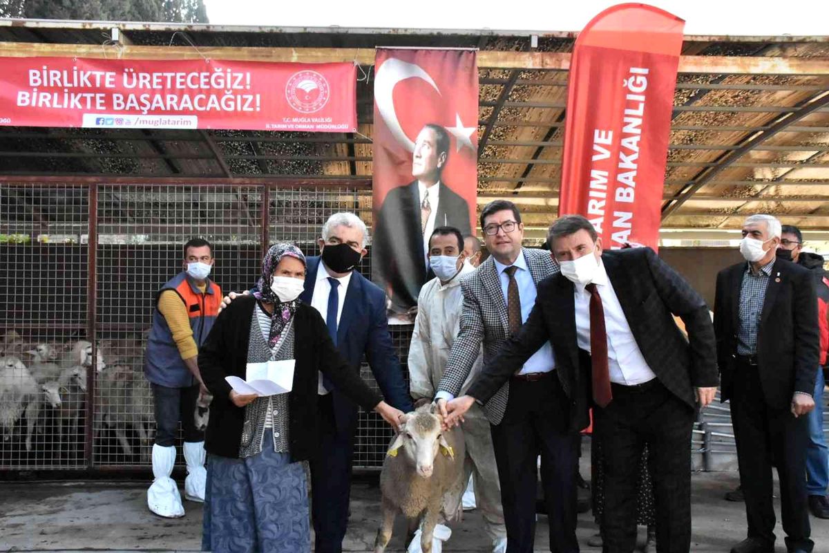 Son dakika haberi... Yangınlarda zarar gören çiftçilere koyun desteği