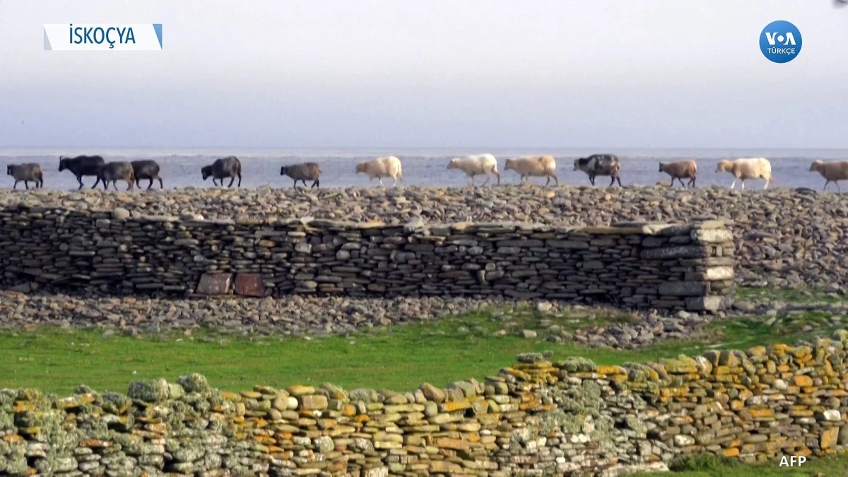 Yosun Yiyen Koyunlar Metan Salımını Azaltabilir mi?