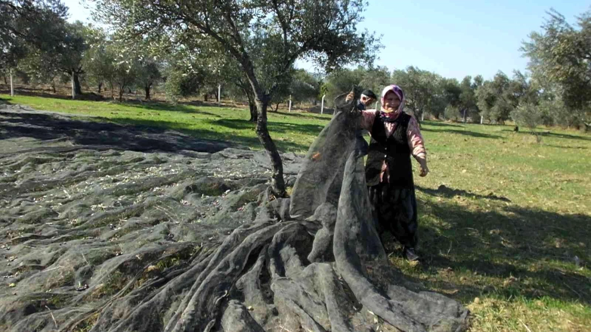 Balıkesir\'de zeytin hasadı binlerce vatandaşa ekmek kapısı oldu