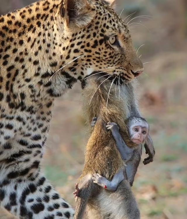 Gündeme oturan kare! Leoparın avladığı annesine sımsıkı sarılan yavru maymunun korkunç sonu