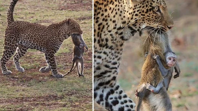 Yavru maymun, leoparın avladığı annesine sımsıkı sarıldı! O anlar kameralara yansıdı