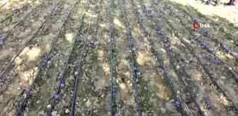 Safran bitkisi üretiminde olumlu sonuç