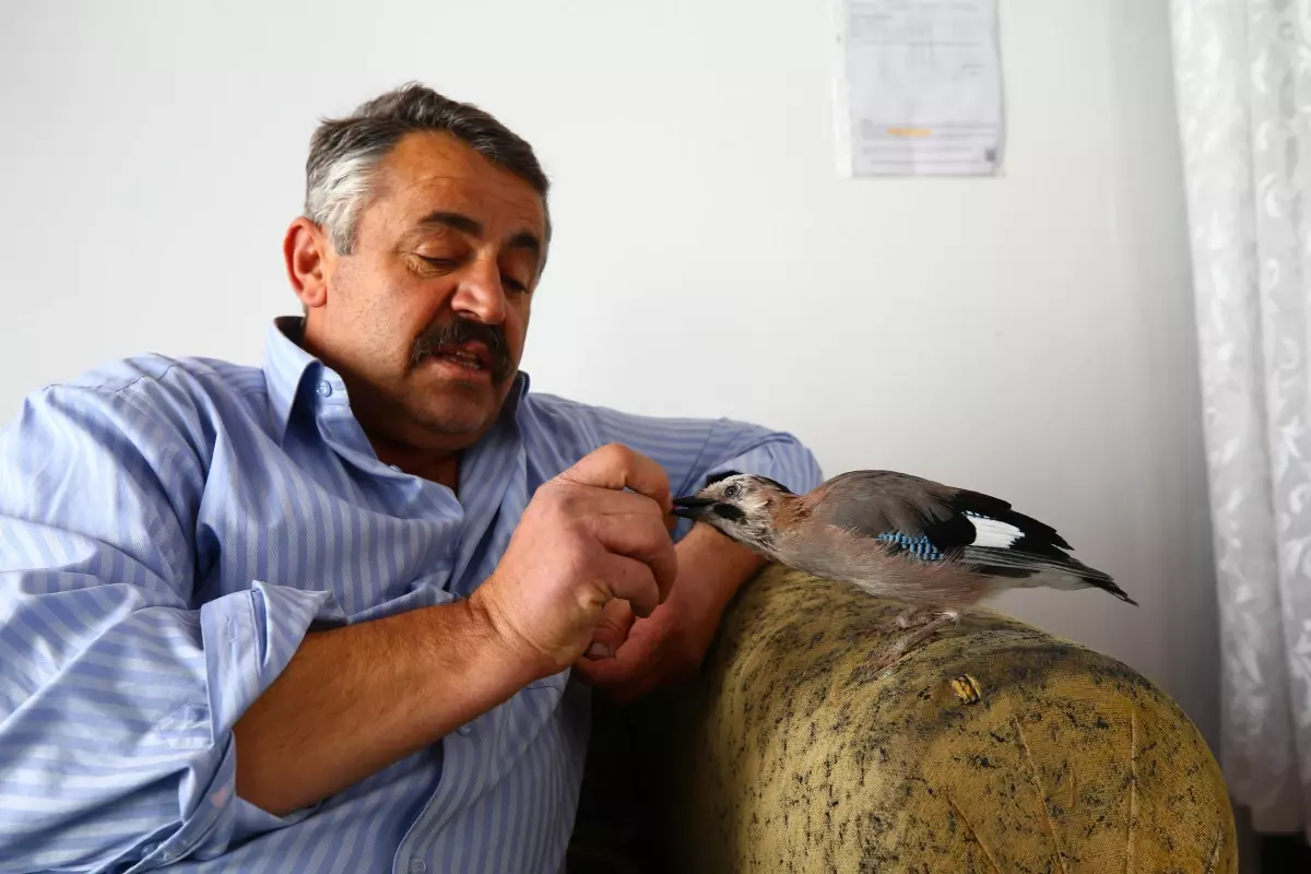 Sahiplendiği karga yavrusu "Şakir" ile dostluğu görenleri şaşırtıyor