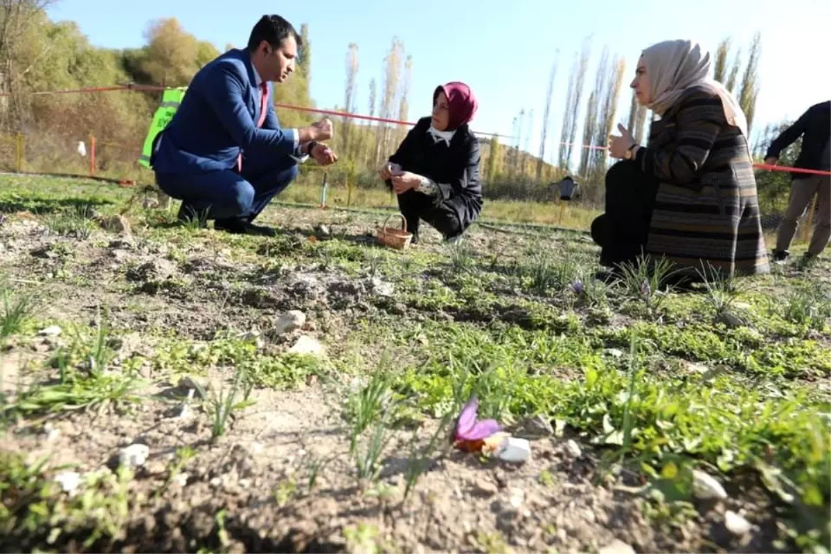 Seyitgazi kaymakamı Baytak ve Dr. Ayyıldız safran hasadına katıldı