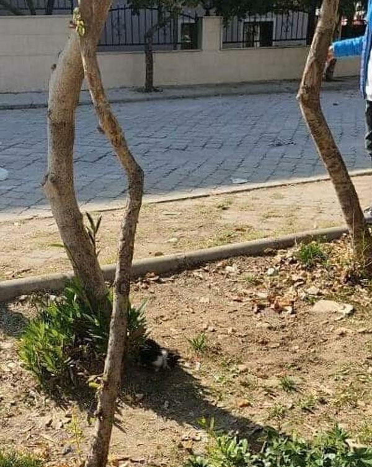 Turgutlu\'da 2 kedi ayakları kesilmiş halde ölü bulundu
