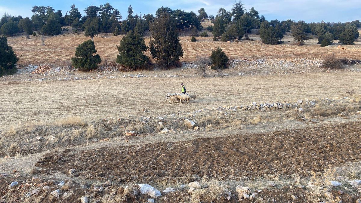 Karaman\'da jandarma ekipleri kayıp koyunları drone yardımıyla buldu
