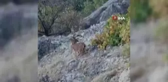 Tunceli'de dağ keçileri böyle görüntülendi