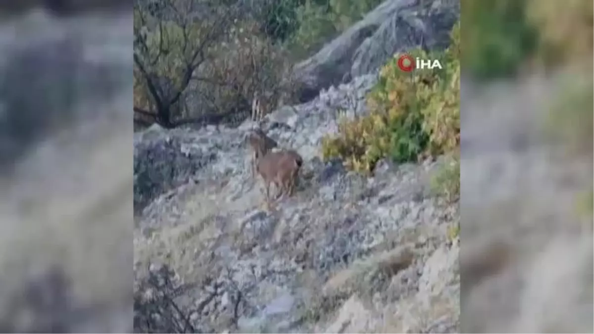 Tunceli\'de dağ keçileri böyle görüntülendi