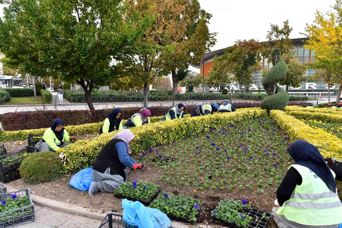 BAŞKENT YERLİ ÜRETİCİLERDEN SATIN ALINAN KIŞ ÇİÇEKLERİ İLE SÜSLENİYOR