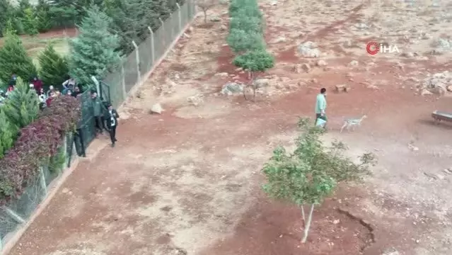 Hatay'da dağ ceylanlarına büyük ilgi: Bir ayda iki bin ziyaretçi